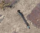 Click image for larger version. 

Name:	SH2597 - Erythromma_najas Red eyed Damselfly.jpg 
Views:	248 
Size:	359.9 KB 
ID:	10113
