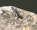 Click image for larger version. 

Name:	SH2611 - Erythromma_najas Red eyed Damselfly.jpg 
Views:	192 
Size:	377.6 KB 
ID:	10114