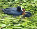 Click image for larger version. 

Name:	SH2252 - Coot Fulica_atra.jpg 
Views:	222 
Size:	329.3 KB 
ID:	10121
