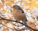 Click image for larger version. 

Name:	chaffinch_male_cropped.jpg 
Views:	524 
Size:	251.3 KB 
ID:	102