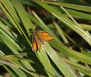 Click image for larger version. 

Name:	SH5465 -Small Skipper Thymelicus_sylvestris.jpg 
Views:	213 
Size:	294.3 KB 
ID:	10379