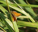 Click image for larger version. 

Name:	SH5476 -Small Skipper - Thymelicus sylvestris.jpg 
Views:	206 
Size:	285.6 KB 
ID:	10380