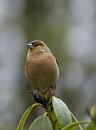 Click image for larger version. 

Name:	Chaffinch5.jpg 
Views:	236 
Size:	73.5 KB 
ID:	1042