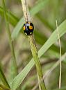 Click image for larger version. 

Name:	SH7891 -090710-ladybird.jpg 
Views:	216 
Size:	433.6 KB 
ID:	10501