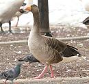 Click image for larger version. 

Name:	greylag_caversham_filtered_small.jpg 
Views:	263 
Size:	196.3 KB 
ID:	1065