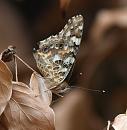 Click image for larger version. 

Name:	SH2301 -090727-Painted Lady - Vanessa_cardui.jpg 
Views:	188 
Size:	255.8 KB 
ID:	10728