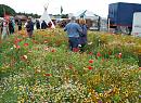 Click image for larger version. 

Name:	Meadow of annuals.jpg 
Views:	187 
Size:	308.3 KB 
ID:	10846
