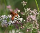 Click image for larger version. 

Name:	SH3787 -090730-soldier beetle - rhagonica fulva.jpg 
Views:	297 
Size:	303.8 KB 
ID:	10887