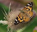 Click image for larger version. 

Name:	SH4271 -090802-Painted Lady - Vanessa cardui.jpg 
Views:	216 
Size:	452.6 KB 
ID:	10929