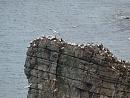Click image for larger version. 

Name:	gannets_headland_P8018758.jpg 
Views:	1184 
Size:	364.9 KB 
ID:	10934