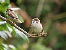 Click image for larger version. 

Name:	tree_sparrow_fledgeling_P8018716.jpg 
Views:	280 
Size:	174.6 KB 
ID:	10953