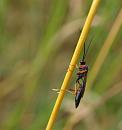 Click image for larger version. 

Name:	SH7012 -090708-Ichneumon Wasp.jpg 
Views:	644 
Size:	231.2 KB 
ID:	10965