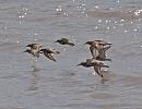Click image for larger version. 

Name:	dunlin_flight_P7318602.jpg 
Views:	199 
Size:	181.6 KB 
ID:	10969