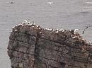 Click image for larger version. 

Name:	gannets_headland_P8018741.jpg 
Views:	268 
Size:	417.9 KB 
ID:	10974
