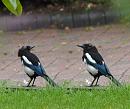 Click image for larger version. 

Name:	SH5568 -090806-Magpie Pica pica DOUBLE.jpg 
Views:	184 
Size:	273.5 KB 
ID:	11065