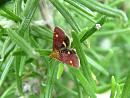 Click image for larger version. 

Name:	08-06-02-3593-Pyrausta aurata 18-22mm.jpg 
Views:	227 
Size:	354.4 KB 
ID:	11111