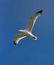 Click image for larger version. 

Name:	seagull 1.jpg 
Views:	176 
Size:	252.0 KB 
ID:	1116