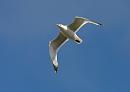 Click image for larger version. 

Name:	seagull 2.jpg 
Views:	177 
Size:	165.7 KB 
ID:	1117