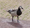 Click image for larger version. 

Name:	Barnacle_Goose.jpg 
Views:	240 
Size:	315.1 KB 
ID:	1119