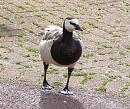 Click image for larger version. 

Name:	Barnacle_Goose1.jpg 
Views:	246 
Size:	238.4 KB 
ID:	1120
