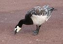 Click image for larger version. 

Name:	Barnacle_Goose2.jpg 
Views:	246 
Size:	272.2 KB 
ID:	1121