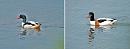 Click image for larger version. 

Name:	Shelduck montage.jpg 
Views:	275 
Size:	97.4 KB 
ID:	11244