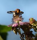 Click image for larger version. 

Name:	SH2425 -090727-Hoverfly - Volucella_pelluscens.jpg 
Views:	178 
Size:	240.1 KB 
ID:	11251