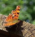 Click image for larger version. 

Name:	SH0530 -0909 04-Comma - Polygonia_c-album.jpg 
Views:	171 
Size:	454.6 KB 
ID:	11304