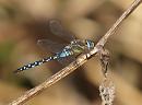 Click image for larger version. 

Name:	migrant_hawker_P9241461.jpg 
Views:	225 
Size:	177.7 KB 
ID:	11473