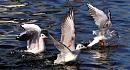 Click image for larger version. 

Name:	Gulls on the river2.jpg 
Views:	257 
Size:	621.9 KB 
ID:	11590