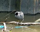 Click image for larger version. 

Name:	SH3985 -080606-Coot-Fulica_atra.jpg 
Views:	231 
Size:	327.8 KB 
ID:	11656