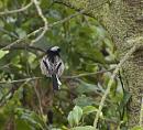 Click image for larger version. 

Name:	PA205465-Long tailed Tit-Aegithalos_caudatus.jpg 
Views:	138 
Size:	301.4 KB 
ID:	11667