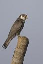 Click image for larger version. 

Name:	falcon_ringed.jpg 
Views:	243 
Size:	14.9 KB 
ID:	11739