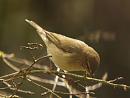 Click image for larger version. 

Name:	chiffchaff_filtered_small.jpg 
Views:	387 
Size:	180.6 KB 
ID:	1174