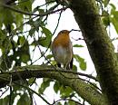 Click image for larger version. 

Name:	6767 -0910 28-Robin-Erithacus_rubecula.jpg 
Views:	174 
Size:	328.0 KB 
ID:	11740