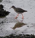 Click image for larger version. 

Name:	Redshank 1.JPG 
Views:	692 
Size:	243.2 KB 
ID:	11954