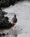 Click image for larger version. 

Name:	Redshank 2.JPG 
Views:	249 
Size:	230.3 KB 
ID:	11955