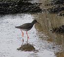 Click image for larger version. 

Name:	Redshank 3.jpg 
Views:	319 
Size:	242.2 KB 
ID:	11956