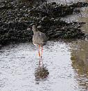 Click image for larger version. 

Name:	Redshank 4.JPG 
Views:	253 
Size:	251.4 KB 
ID:	11957