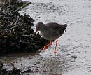 Click image for larger version. 

Name:	Redshank 5.JPG 
Views:	269 
Size:	138.3 KB 
ID:	11958