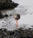 Click image for larger version. 

Name:	Redshank 6.JPG 
Views:	376 
Size:	231.7 KB 
ID:	11959