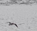 Click image for larger version. 

Name:	Redshank flying off.JPG 
Views:	258 
Size:	90.4 KB 
ID:	11960
