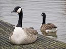 Click image for larger version. 

Name:	SH9024 -0912 02-Canada_Goose-Branta_canadensis.jpg 
Views:	496 
Size:	338.5 KB 
ID:	12058