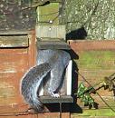 Click image for larger version. 

Name:	Squirrel view.JPG 
Views:	154 
Size:	93.5 KB 
ID:	12215