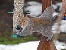 Click image for larger version. 

Name:	squirrel_PC263193.jpg 
Views:	147 
Size:	214.6 KB 
ID:	12216