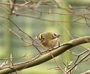 Click image for larger version. 

Name:	goldcrest3.jpg 
Views:	273 
Size:	42.4 KB 
ID:	123