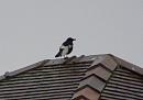 Click image for larger version. 

Name:	Pied Crow 2 - 02-2007.jpg 
Views:	252 
Size:	99.9 KB 
ID:	12319