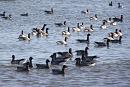 Click image for larger version. 

Name:	Brent Geese.JPG 
Views:	251 
Size:	600.9 KB 
ID:	12462