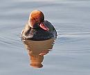 Click image for larger version. 

Name:	Red crested Pochard sml.jpg 
Views:	348 
Size:	28.6 KB 
ID:	12494