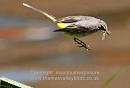 Click image for larger version. 

Name:	grey wagtail.jpg 
Views:	394 
Size:	92.0 KB 
ID:	12614
